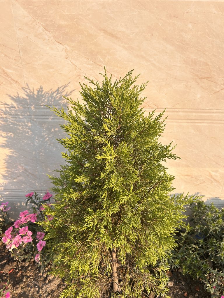 A small coniferous tree with dense green foliage is planted in the ground, surrounded by small pink flowers and other greenery.