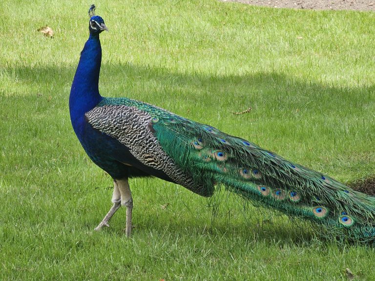 A peacock standing on a grassy field. Captured from Prague Castle.