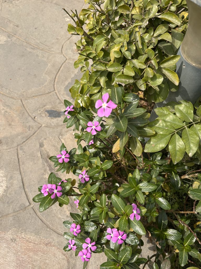 A cluster of pink flowers with dark green leaves growing beside a stone pavement, accompanied by a larger shrub with light green leaves in the background.