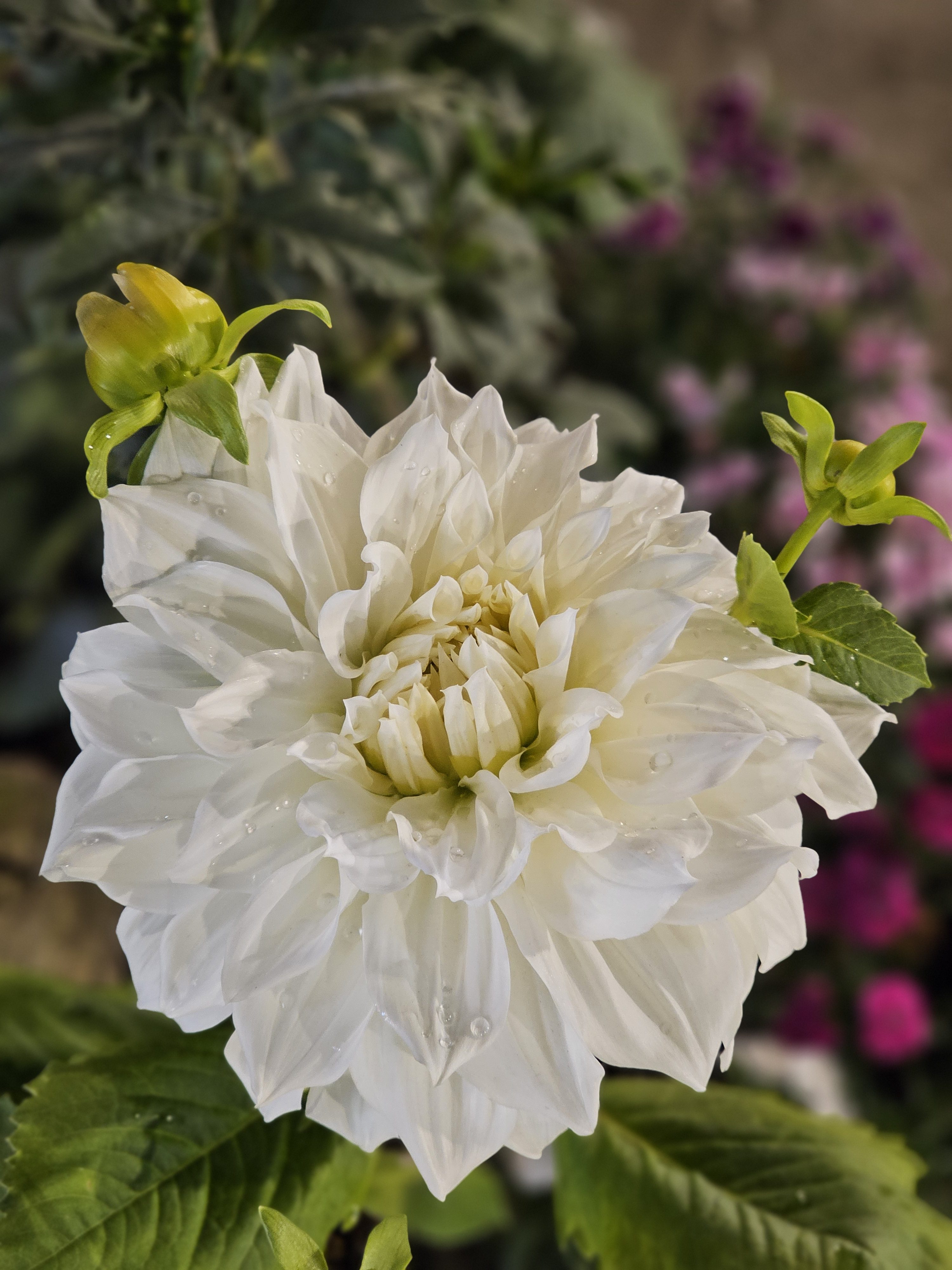 A white Dahlia Snowbound in full bloom, with delicate petals radiating from a central core. The flower is surrounded by green foliage and a few unopened buds, set against a soft-focus background of mixed greenery and blurred flowers. An evening view from Kolkata.