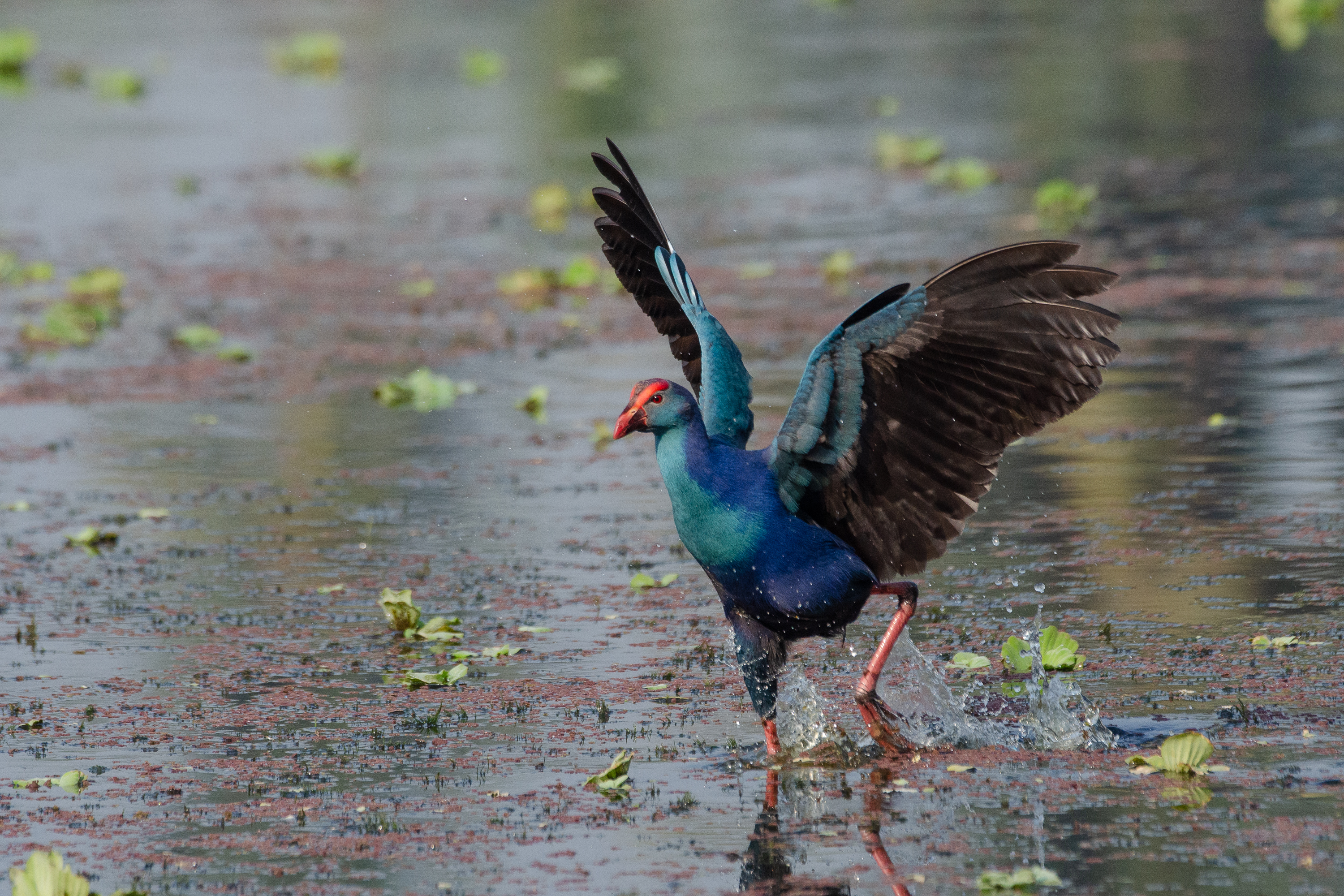 Purple Moorhen. A colorful bird with vibrant blue and purple plumage and red accents is taking off from the water, spreading its wings. The water is dotted with green vegetation.