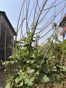 A garden scene showing a dense growth of green leafy vines climbing on a support structure made of thin, vertical wooden poles. The background features a brick building on the left and part of a colorful structure on the right, with a clear blue sky overhead.