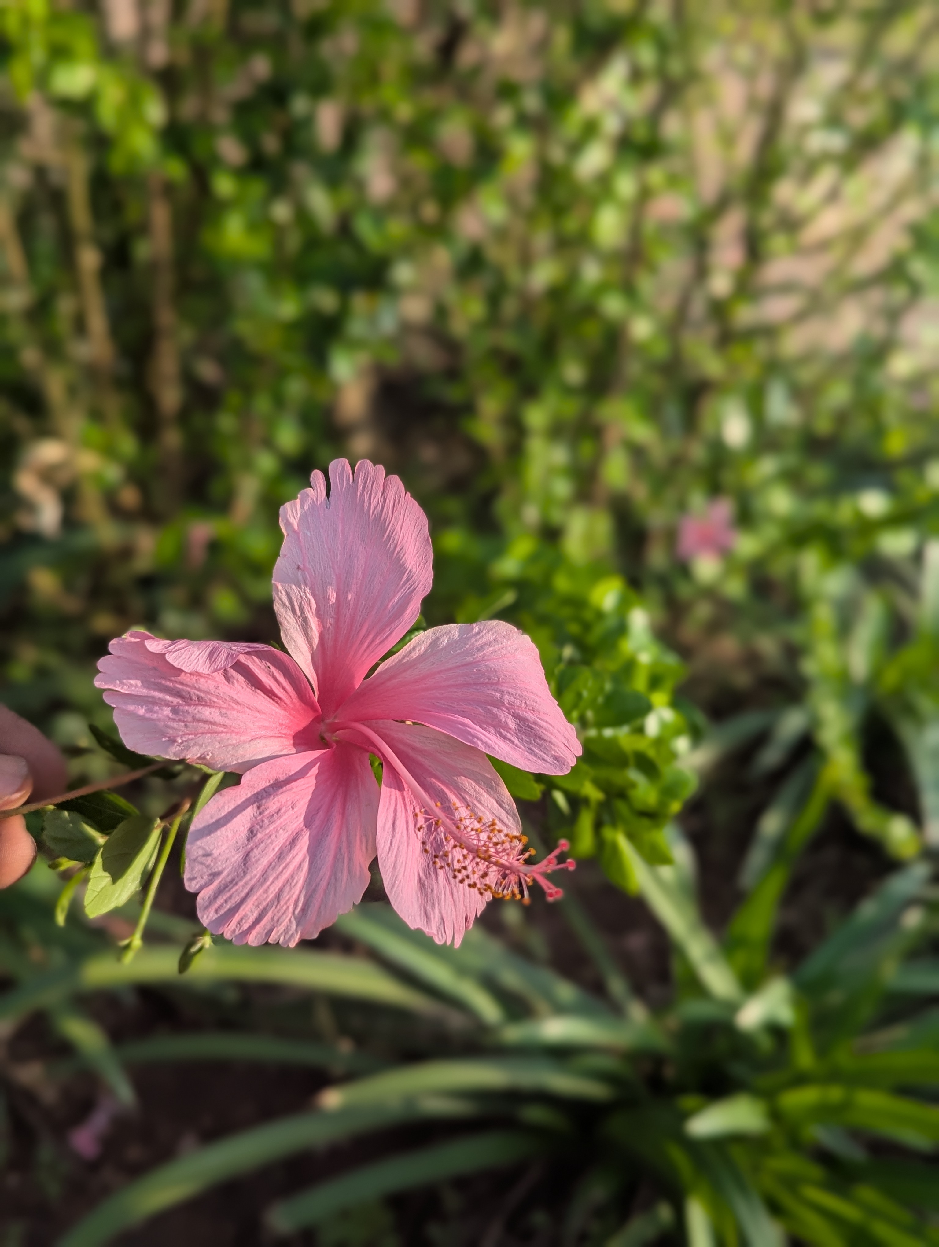A pink rose with spread out petals