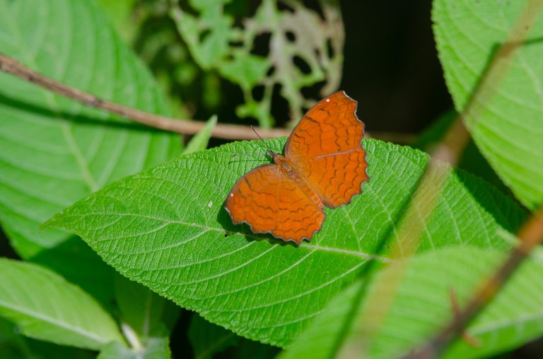 A vibrant orange butterfly with intricate black patterns on its wings rests on a bright green leaf.