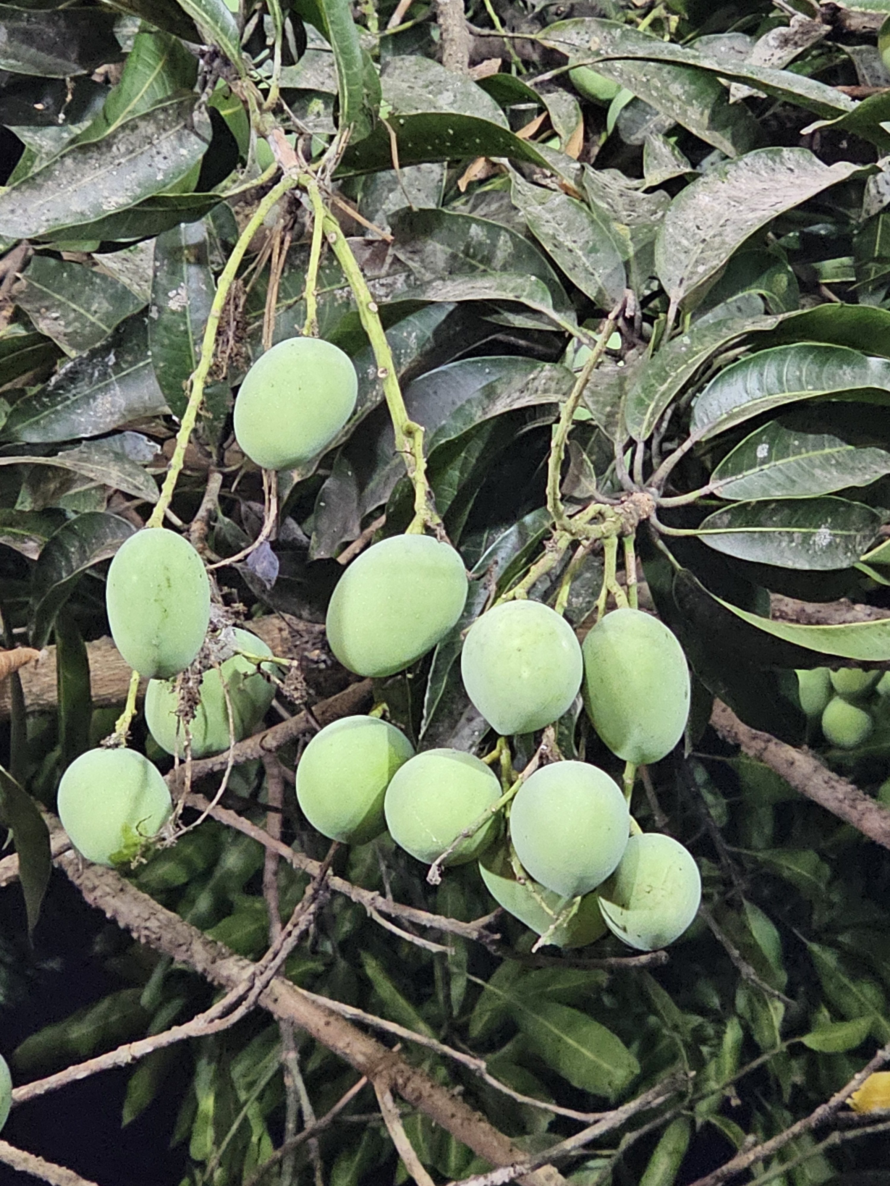 A cluster of unripe, green mangoes hangs from a mango tree's branches at night, the fruit highlighted against the backdrop of leaves and branches. Captured from Perumanna, Kozhikode.