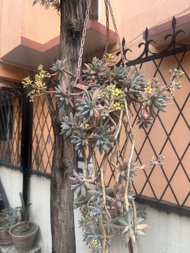 A hanging planter with cascading succulents, featuring small yellow flowers, is suspended from a tree trunk. The background includes a building with peach-colored walls and ornamental wrought iron fencing.