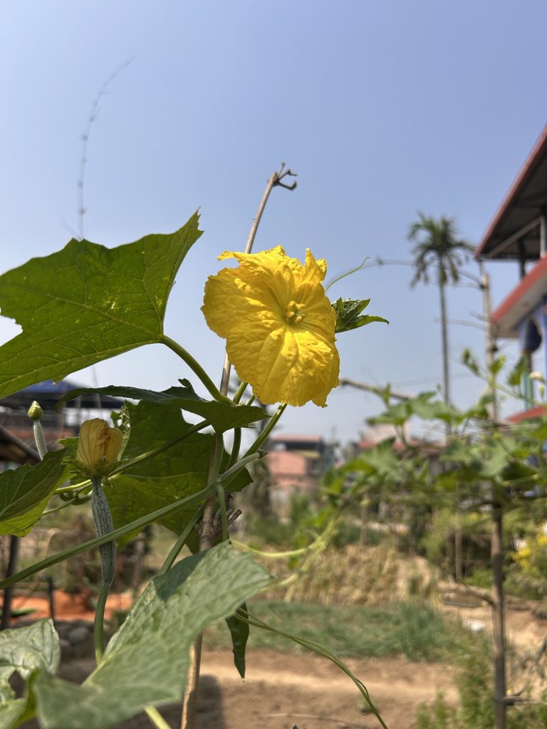 A bright yellow flower with green leaves is in focus, set against a clear blue sky. In the background, there are blurred views of houses and trees.