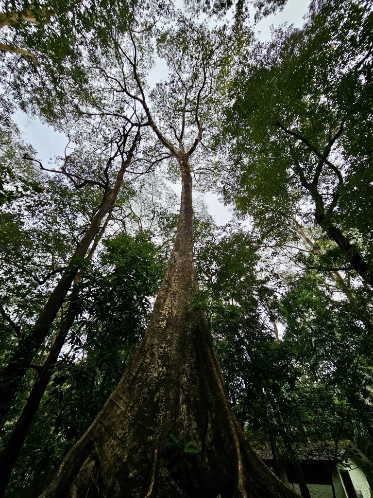 Giants of the forest: a view of a towering Ceiba pentandra.