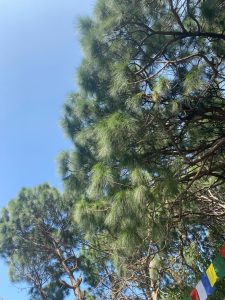 Tall pinus trees with lush green foliage against a clear blue sky. In the corner, colorful prayer flags are faintly visible among the branches.