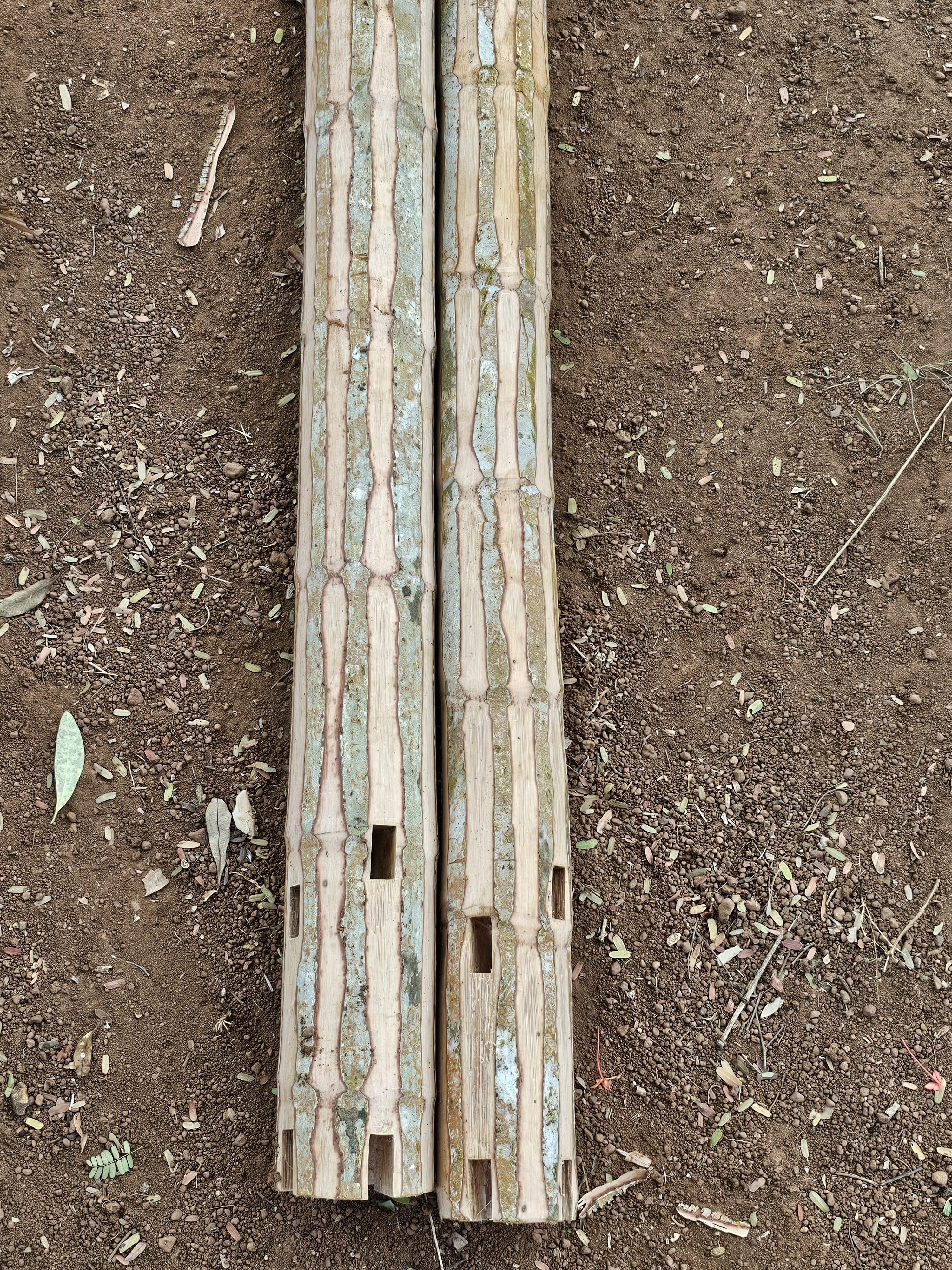 Two sections of polished areca nut tree trunks, which are light brown with vertical patterns and rectangular cutouts at the bottom, lie on the ground covered with scattered leaves and debris. These prepared areca nut tree sections are for use in temple rituals, where they serve structural purposes. Captured from Kozhikode, Kerala.