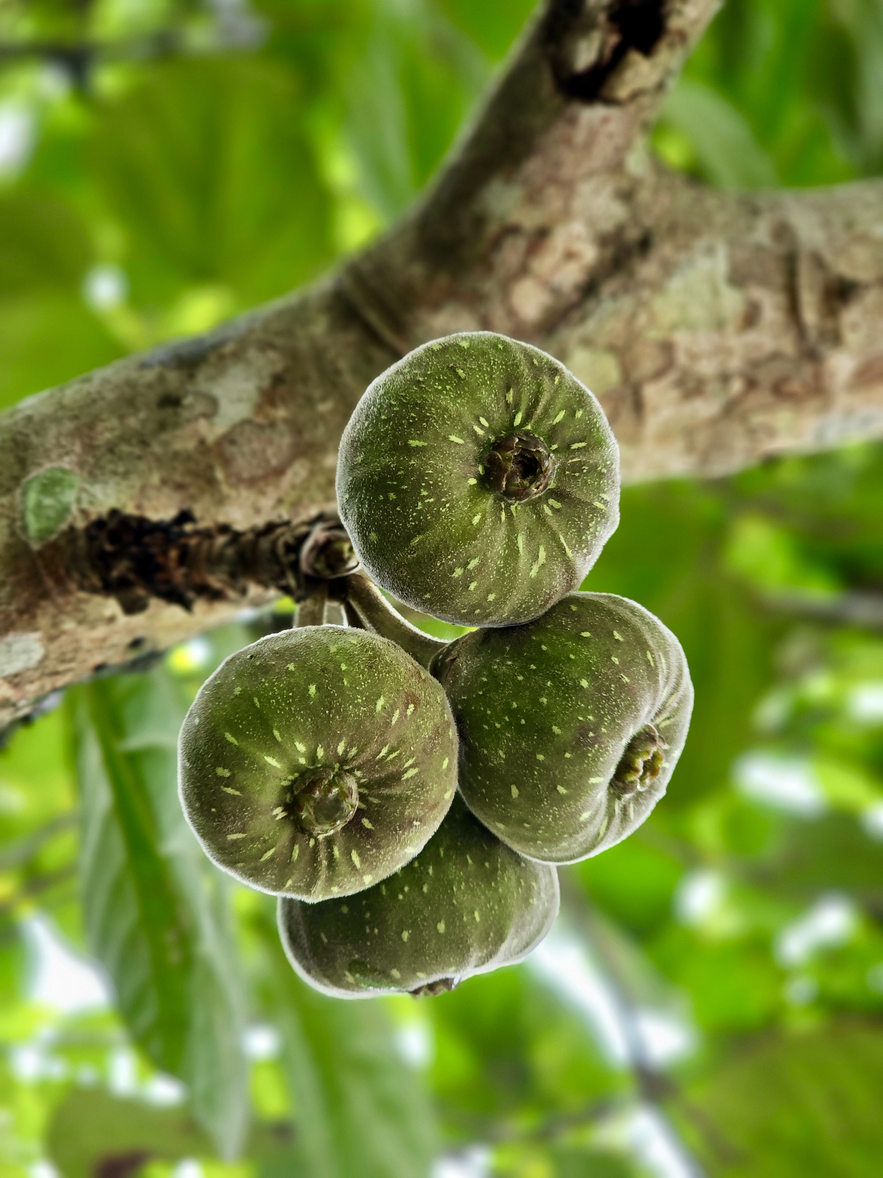 Close up of Ficus auriculata figs, also known as elephant ear fig, growing on a tree branch.