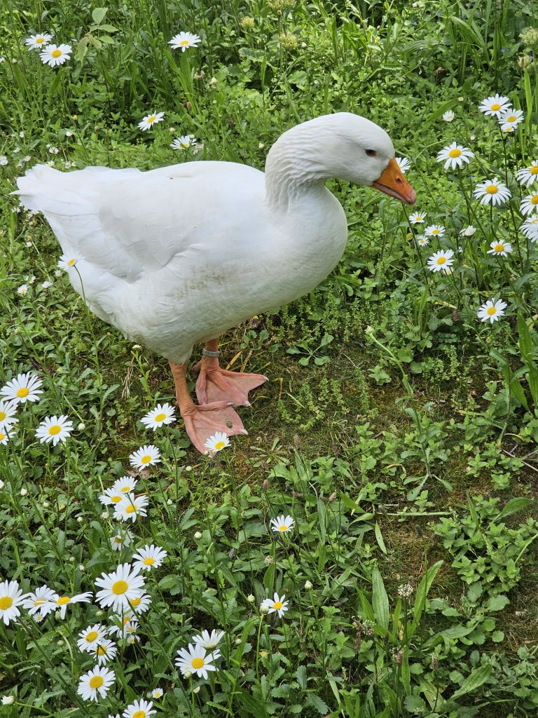 A white goose standing in a field of daisies. The goose is facing slightly to the right with its head turned towards the camera. The daisies are scattered throughout the green grass, creating a natural, pastoral setting. Captured from Frankfurt Zoo.