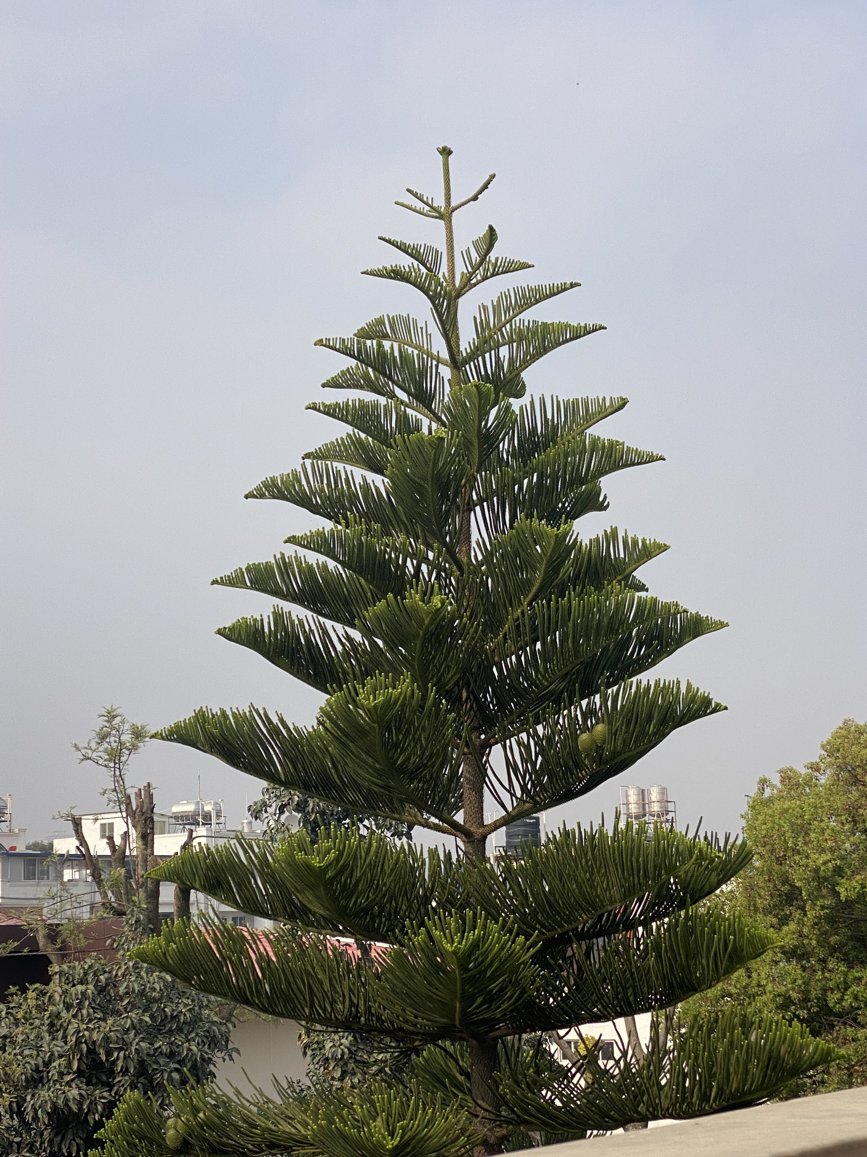 A tall, conical evergreen tree stands against a hazy sky, with buildings and other greenery in the background.