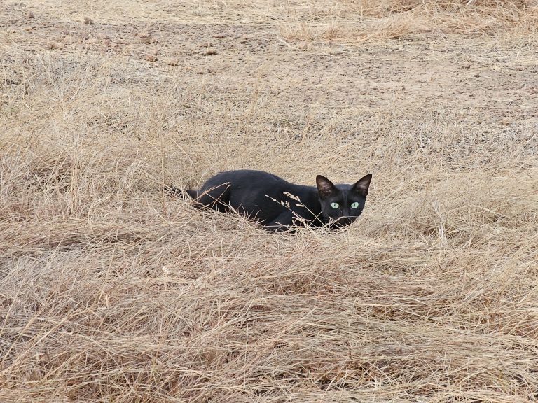 A black cat lying down in dry, brown grass. The cat is positioned in the center of the frame, facing the camera with its bright green eyes. Captured from Pantheerankavu High School ground, Kozhikode.