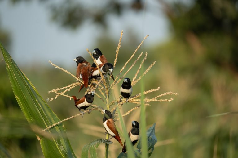 A group of Tricoloured munia’s with black, brown, and white plumage perched on the stalks of a plant in a natural outdoor setting.