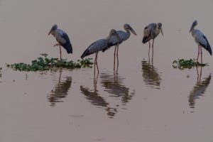 Five storks are standing in shallow water, surrounded by small clusters of green vegetation. Their reflections are visible on the water's surface.