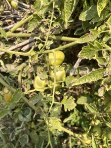A close-up image of a tomato plant with green, unripe tomatoes surrounded by dense foliage. The leaves appear healthy with some showing slight discoloration. The branches form a tangled network.