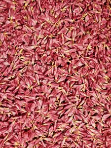 A dense arrangement of pink Arali flower petals for sale in Kozhikode. The petals are closely packed, creating a textured surface with varying shades of pink and hints of yellow at the tips.