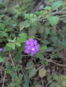 A close-up of a cluster of purple flowers surrounded by green leaves and small dark berries in a natural setting.
