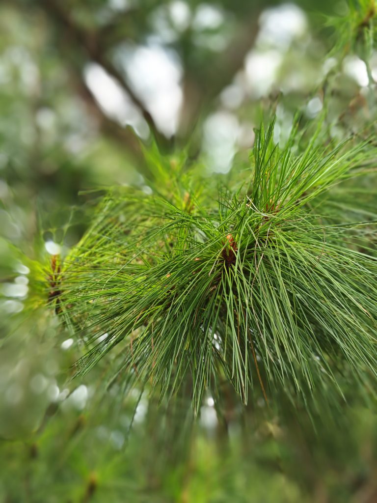 Close-up of green pine needles on a tree branch with a blurred background.