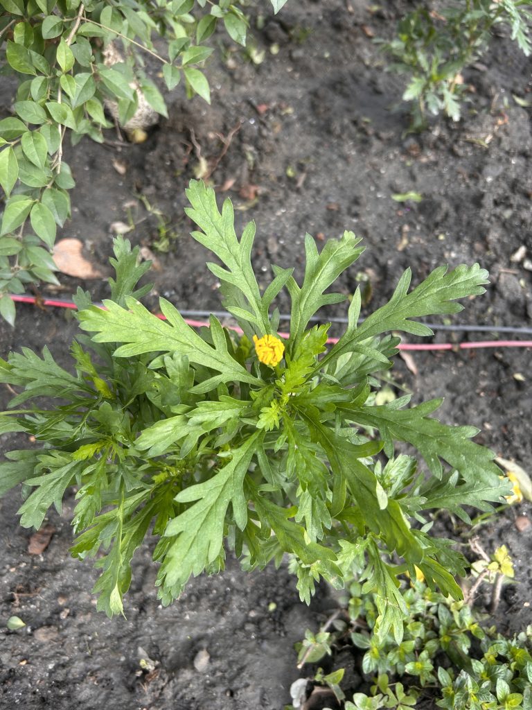 A young plant with bright green, serrated leaves growing in a garden bed with soil. A small, partially opened yellow flower bud is visible among the leaves. Surrounding the plant are other green foliage and some bare ground.