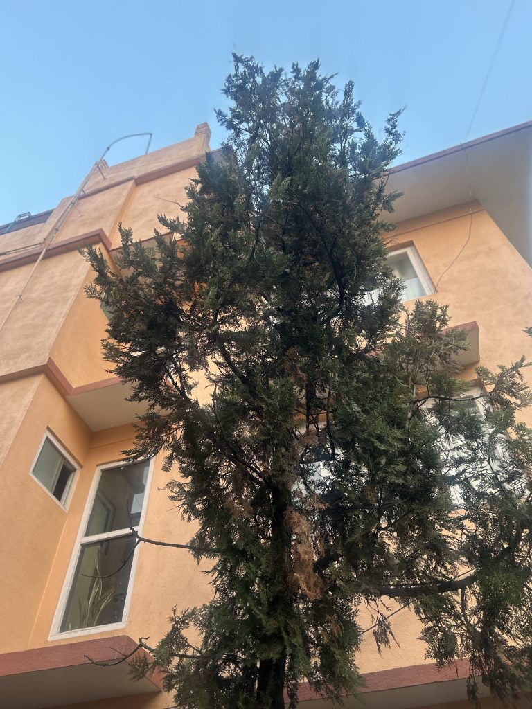 A tall evergreen tree in the foreground, with a peach-colored multi-story building and a clear blue sky in the background.