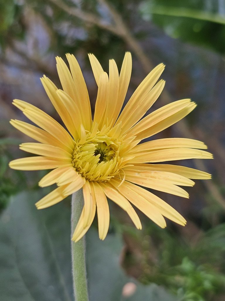 A close-up of a vibrant yellow Gerbera daisy a couple of days before full bloom, with its petals radiating outwards from a textured green center. The flower is set against a blurred background of foliage. Captured in our garden in Kozhikode, Kerala