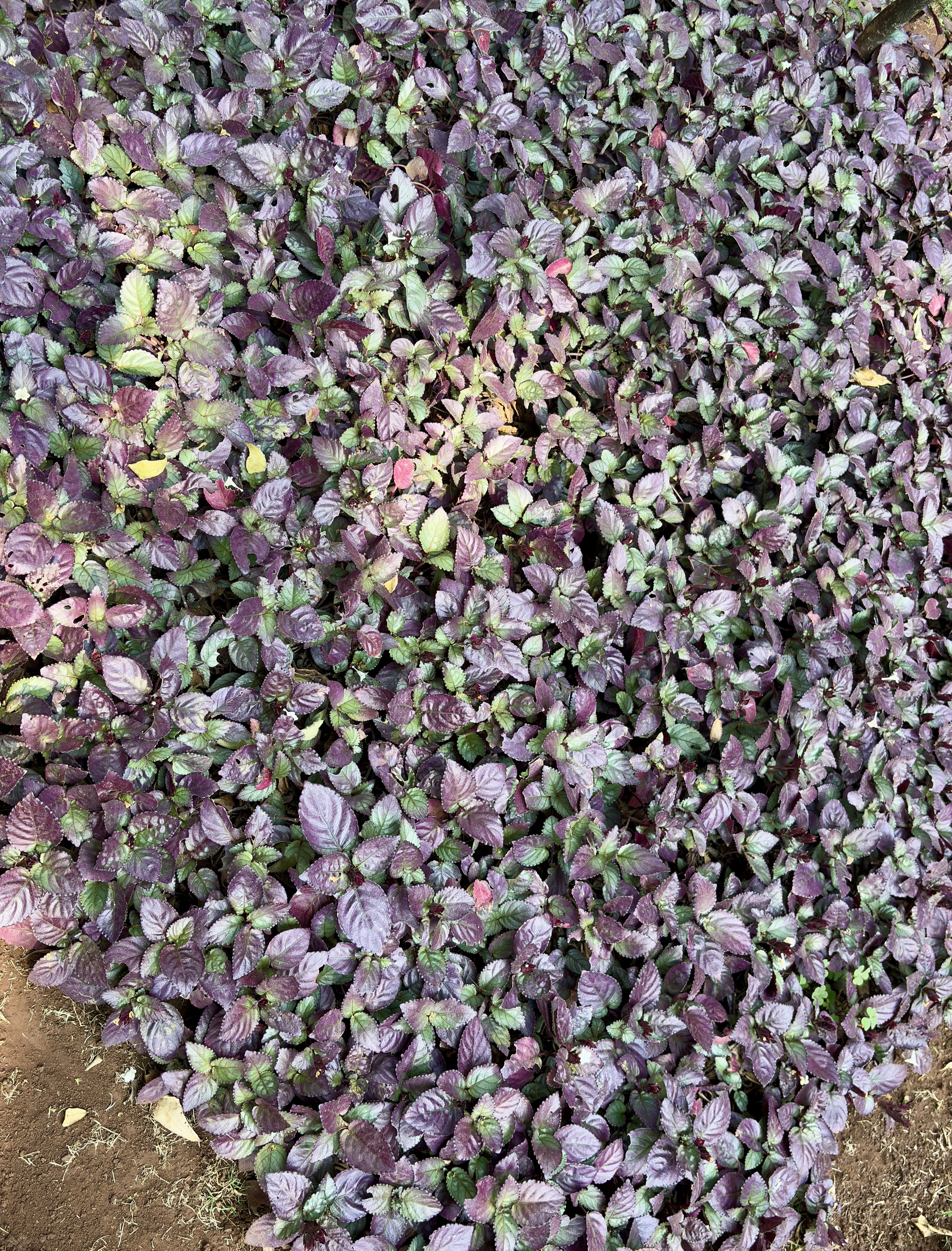 A dense cluster of purple and green variegated leaves covering the ground. The leaves have a rich, deep purple hue with hints of green, creating a striking contrast. The plants are closely packed, forming a lush, textured carpet, with patches of soil visible around the edges.