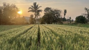 A lush green wheat field with evenly spaced rows under a sunset sky. 