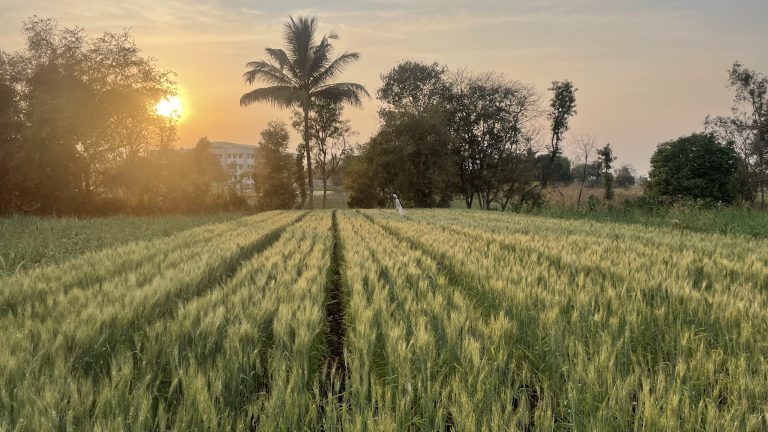 A lush green wheat field with evenly spaced rows under a sunset sky.