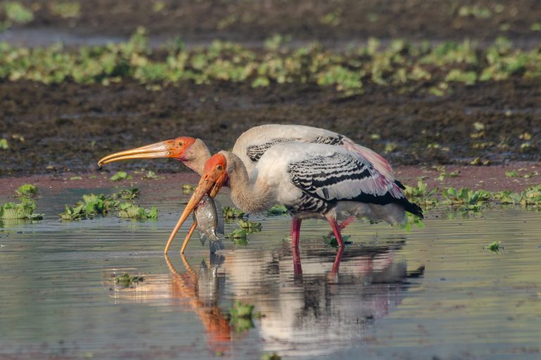 Two painted storks standing in shallow water, with one stork holding a fish in its beak. The storks have distinctive markings with pink and black feathers. The background consists of water and scattered greenery.