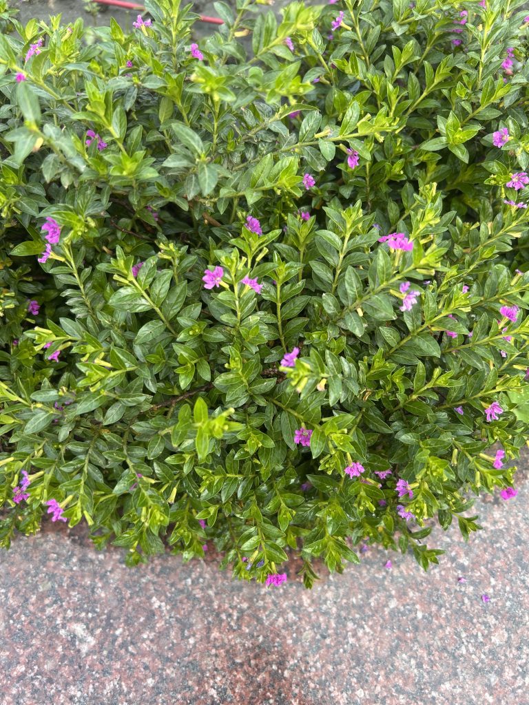 A dense bush with small green leaves and scattered small purple flowers, growing over a textured stone surface.