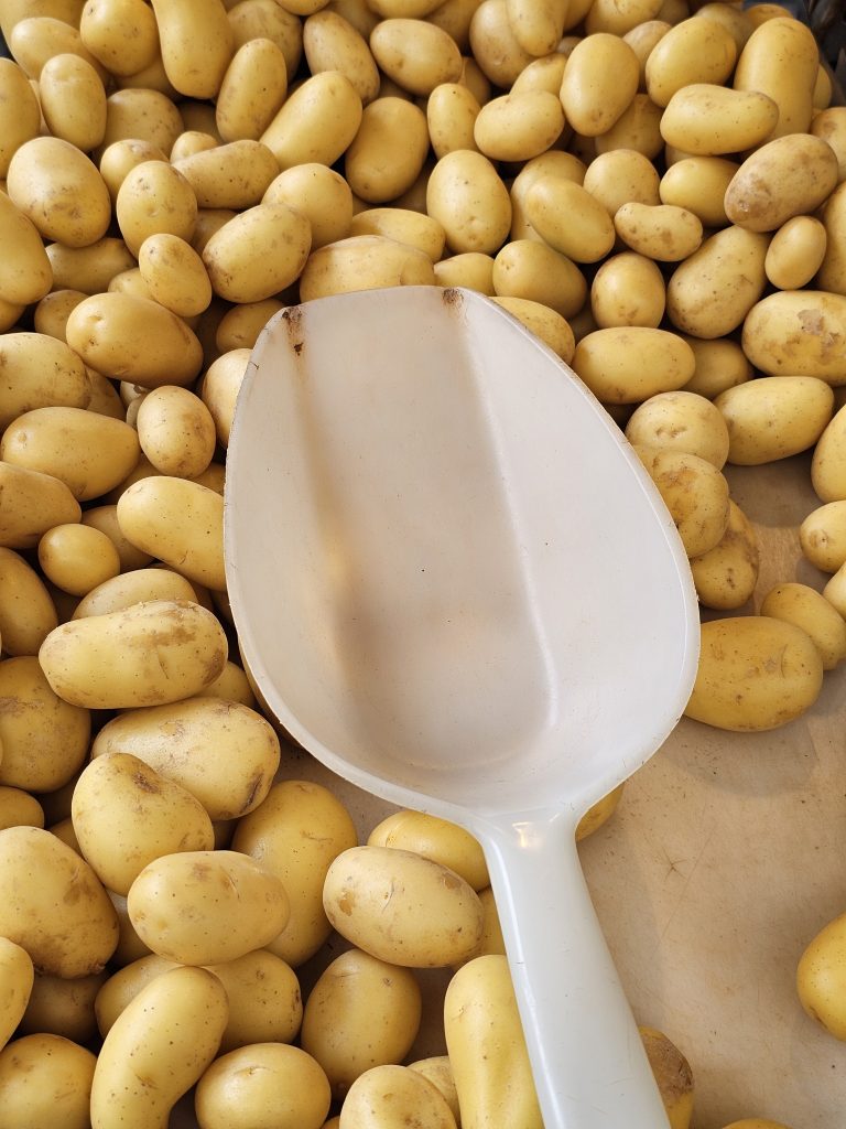 A pile of yellow potatoes with a white plastic scoop on top, casually displayed at a market in Salzburg.