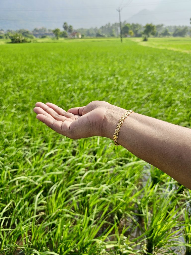 A hand wearing a golden star shaped bracelet, extended against a background of a lush green paddy field in Kollengode, Palakkad.