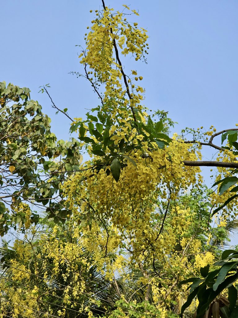 Nature’s Golden Shower: A Stunning Display of Cassia fistula Flowers. The State Flower of Kerala, in its Glory.