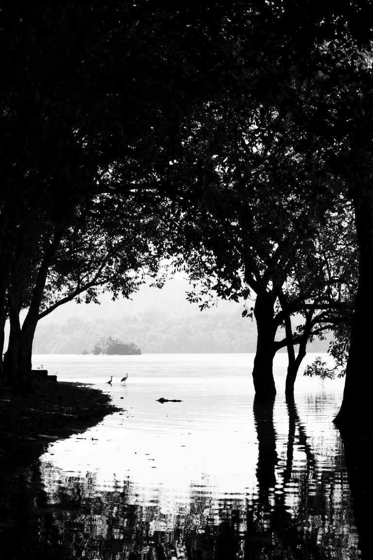 A black and white photograph depicting a serene lakeside scene with trees casting reflections on the water. Two birds stand at the edge of the lake, framed by the silhouetted branches. A distant shoreline with foliage is faintly visible in the background.