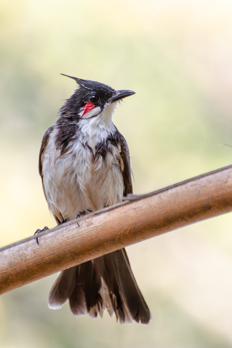 A close-up of a red-whiskered bulbul with wet feathers, perched on a wooden branch against a soft, blurred background.