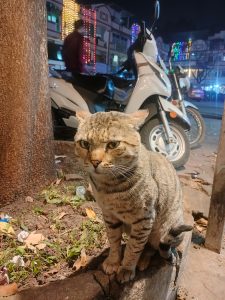 A tabby cat with a serious expression is sitting on a stone ledge next to a tree. Behind the cat, there is a parked scooter, and colorful lights decorate the buildings in the background. The scene appears to be set at night.