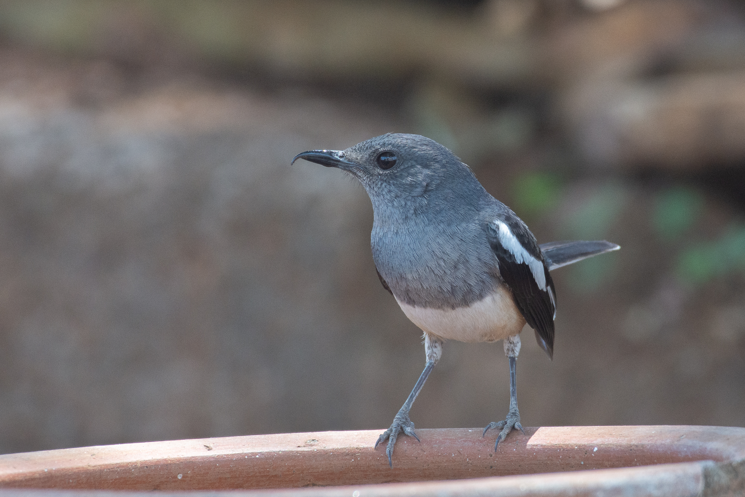 Oriental Magpie Robin, A small bird with gray and white plumage perched on the edge of a terracotta pot, set against a blurred natural background.