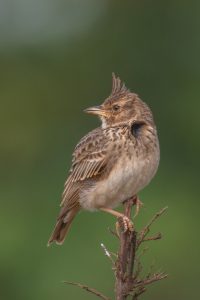 Crested Lark Bird perched on a branch against a blurred green background.