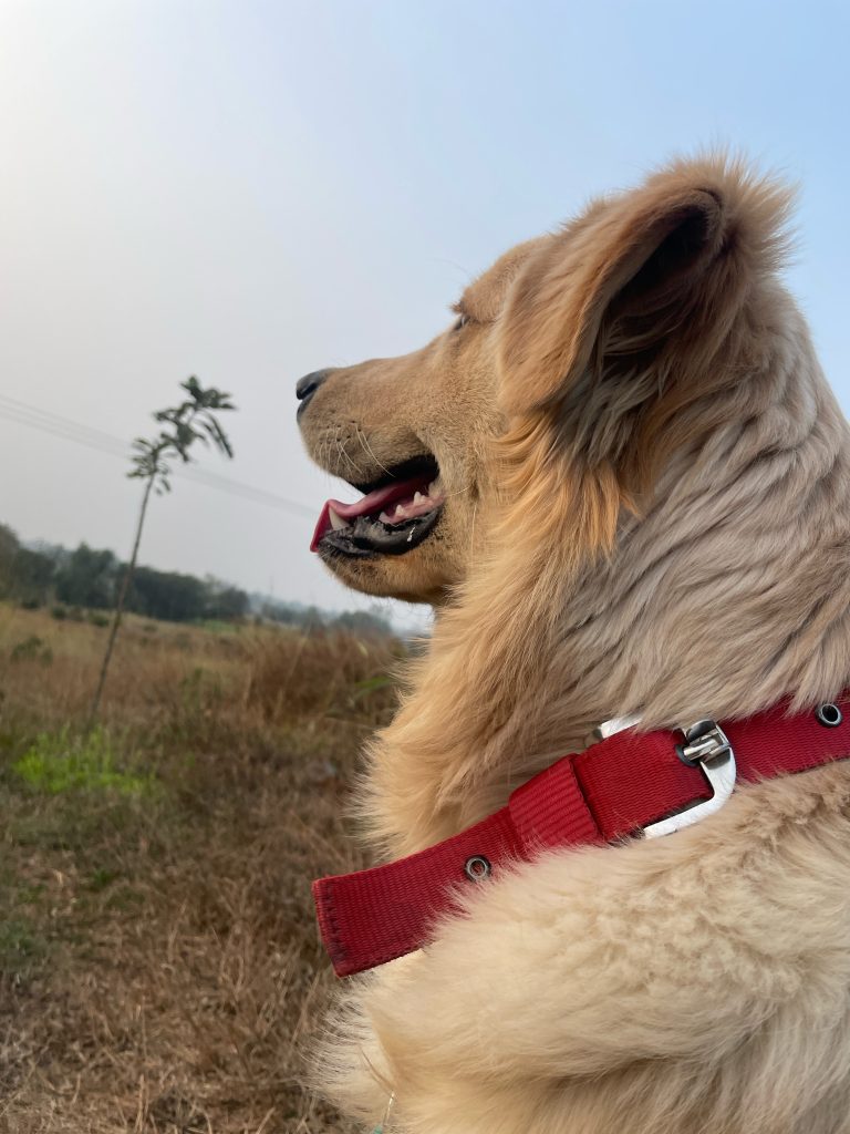 A fluffy dog wearing a red collar is looking to the side while standing in a field, with a tree and hazy sky in the background.