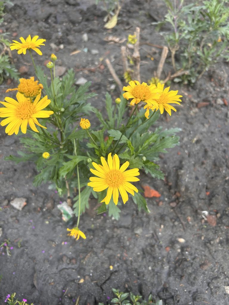 Yellow daisies with green leaves growing in a garden growing in dark soil and scattered bits of debris.