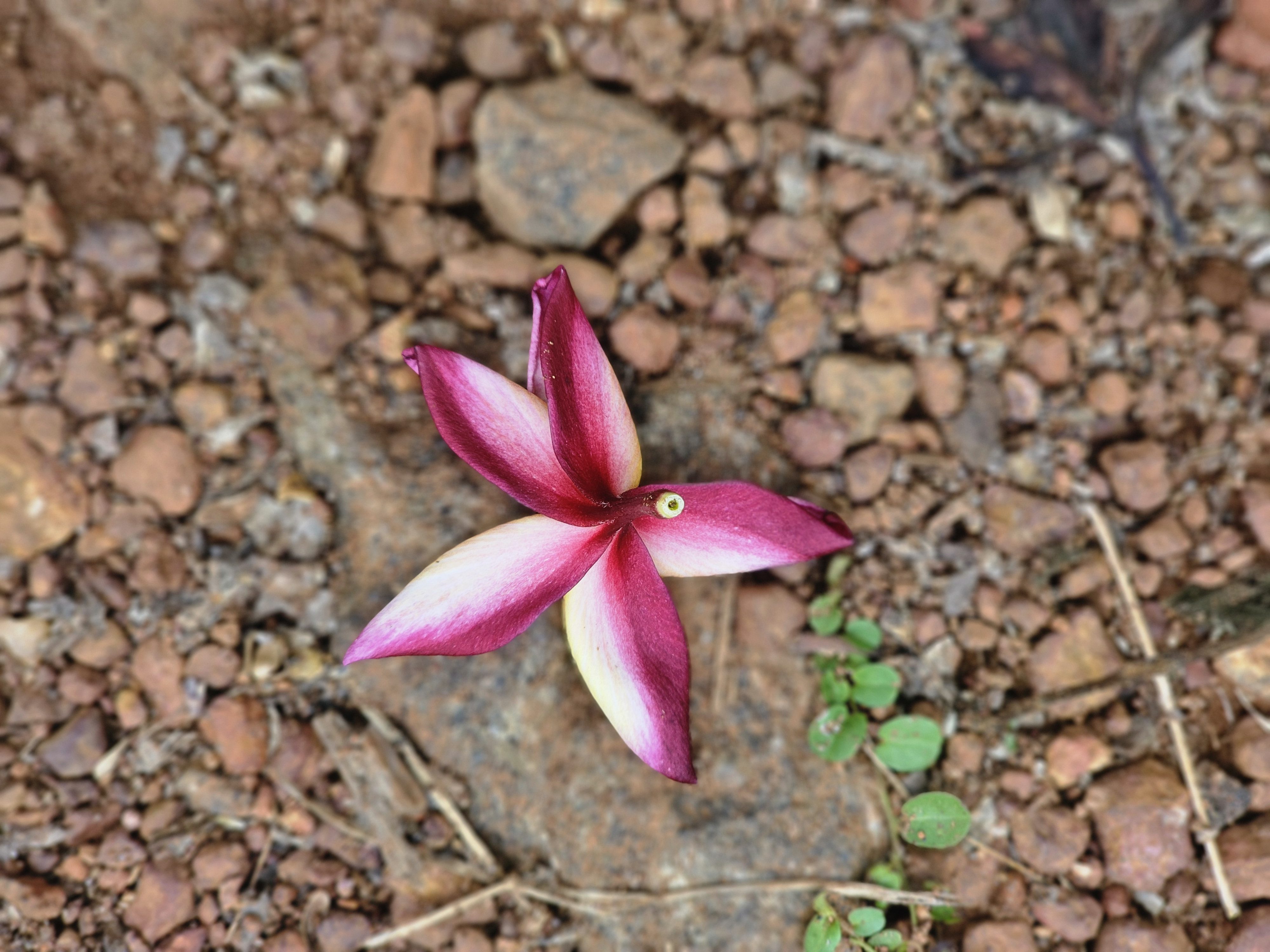 Close-up of a fallen Plumeria flower with pink and white petals, lying on a surface of small rocks and pebbles. Captured from Pantheerankavu, Kozhikode.