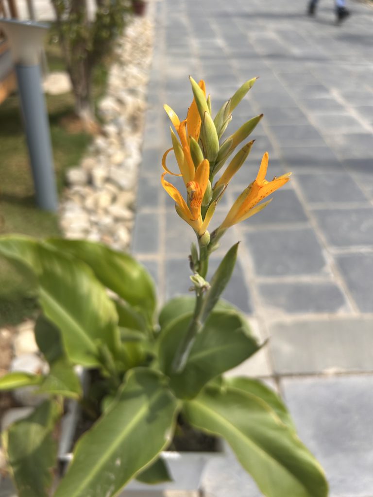 Close-up of a Canna lily with orange blooms and green leaves set against a background of a stone pathway and a grassy area with rocks.