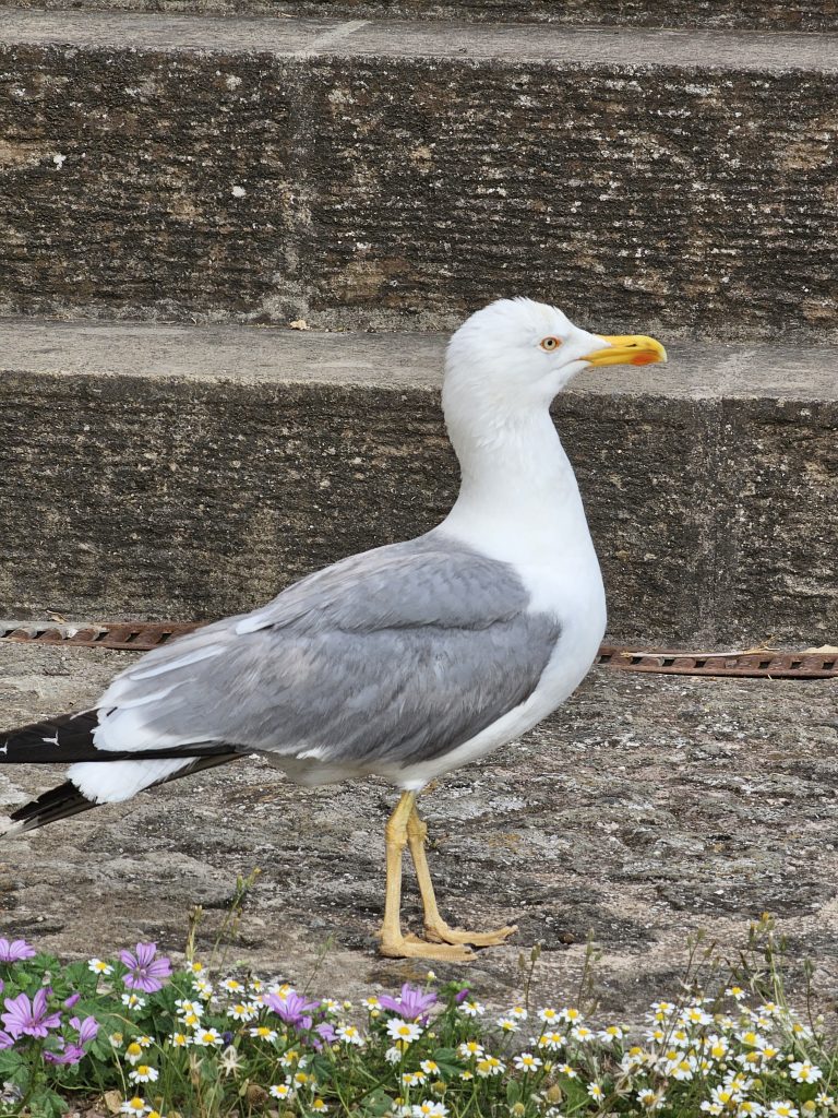 A seagull (possibly a herring gull or yellow-legged gull) standing near a concrete structure with small purple and white flowers at its base. The seagull is predominantly white with gray wings and a yellow beak and legs. Captured from Roman Forum, Italy.