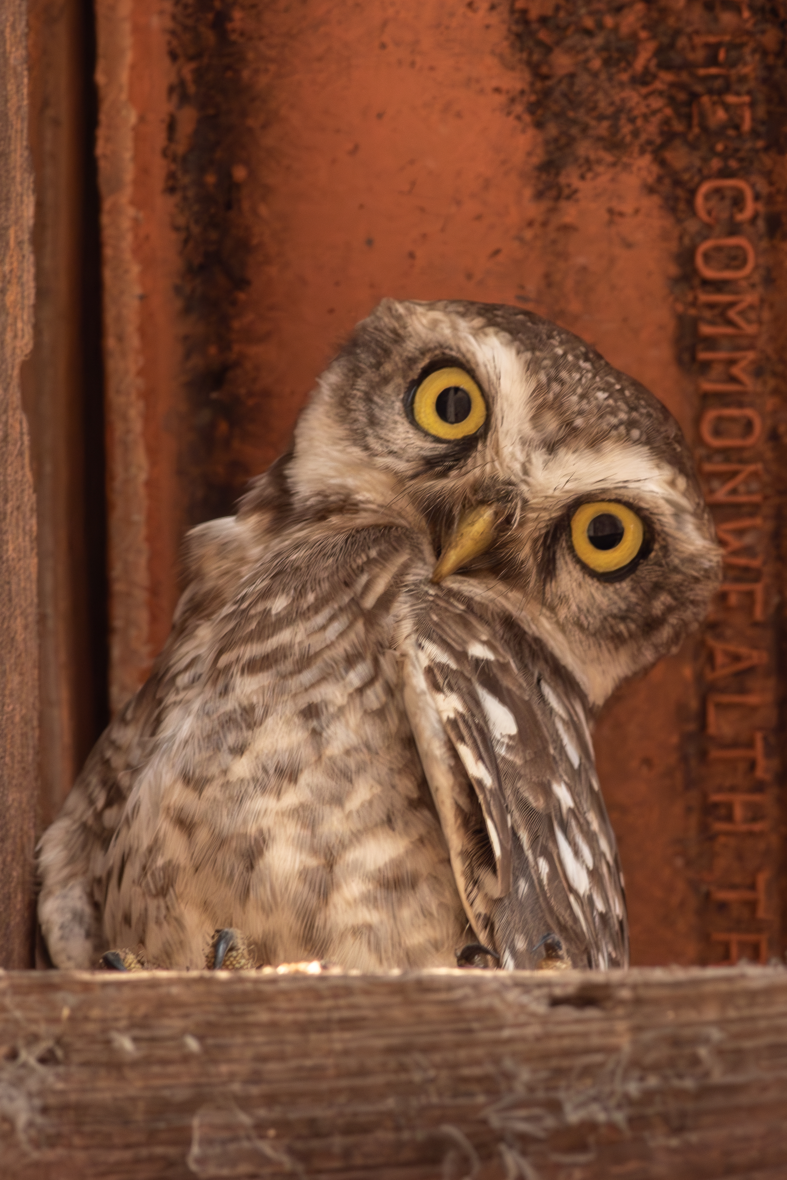 Spotted owlet, a small owl with yellow eyes and a speckled pattern tilts its head inquisitively while perched in a wooden and metal structure.