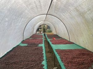 A tunnel filled with rows of coffee beans on the floor, showcasing the coffee processing stage.