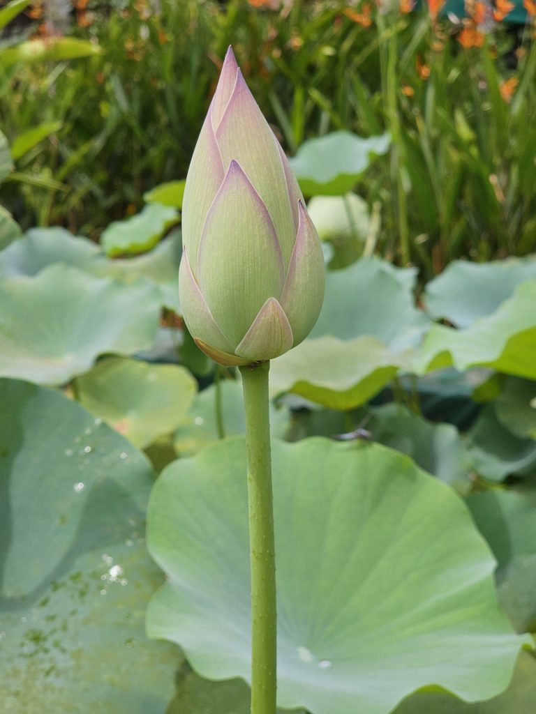 Close up of a lotus bud, predominantly green with light pink tips, set against a backdrop of large, round lotus leaves. From Malabar Botanical Garden, Kozhikode.