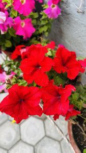 Vibrant red petunias in a garden setting with green leaves visible, surrounded by pink and purple flowers in the background.