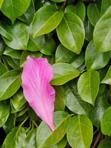 A close view of a single, vibrant pink petal resting on a bed of lush green leaves. The petal, likely from a Bauhinia species. From Feroke, Kozhikode.